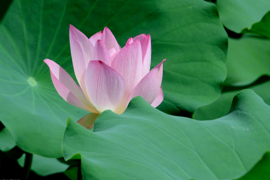 如何拯救水仙花烂根?