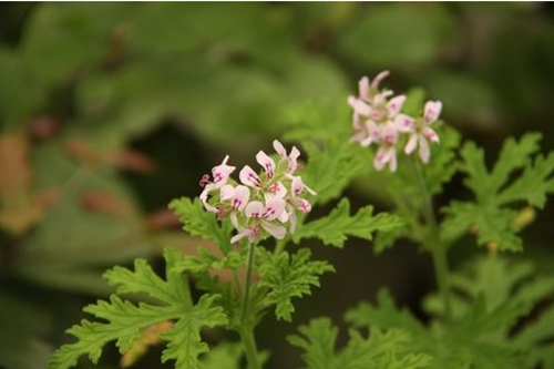 紫菜苔种植时间和方法有哪些