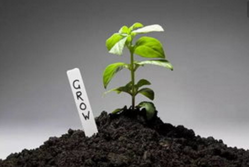 什么季节适合栽培柳树,柳树种植和播种的方法有哪些