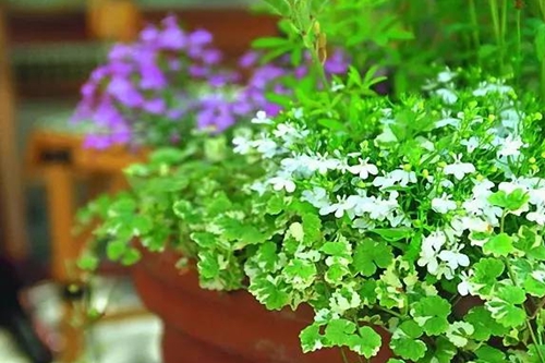 玉米大豆适合什么季节种植,有哪些栽培条件