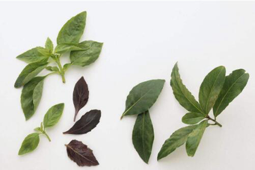 灵芝盆景栽有哪些种植方法,种植技术是什么