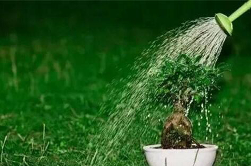 如何在家里轻松地种植菜花