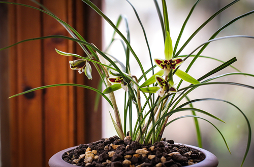 向日葵与性暗示的关联,你需要知道的真相!