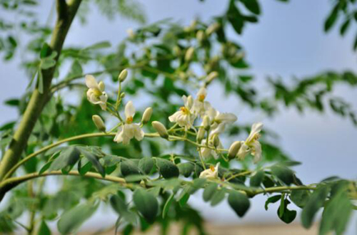 什么季节适合栽培紫云英,紫云英种植和播种的方法有哪些