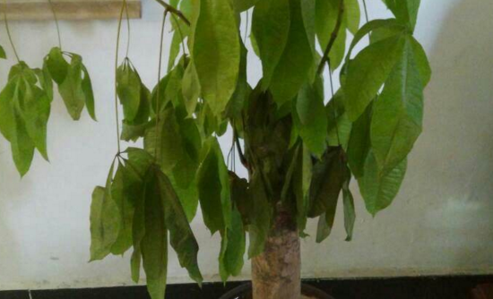 苹果梨怎么种,价格多少钱一斤?