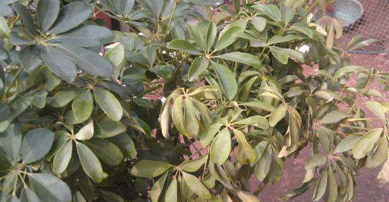 长得好看的植物有哪些,漂亮植物推荐