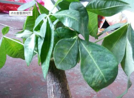 现在的菟丝子多少钱一斤,对养生人群有哪些功效