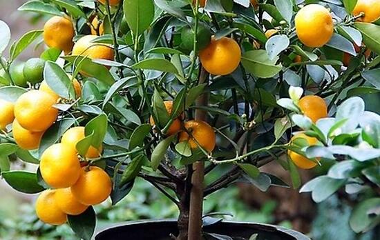 种植和照顾家里的雏菊花超级简单