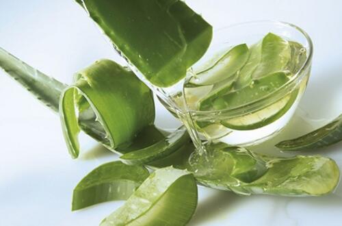 何首乌的养殖方法和注意事项