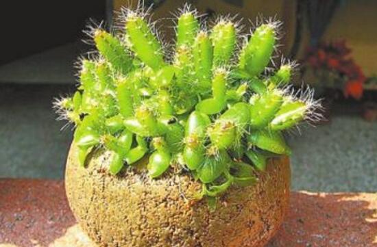 香蕉花和芭蕉花有哪些不同,香蕉花的功效与作用有哪些