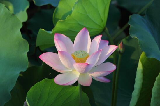 新疆薰衣草几月份开花,开花周期有多久