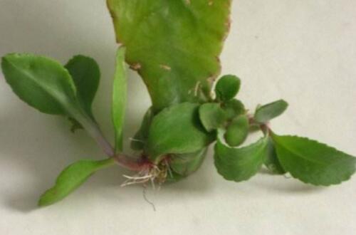 什么季节适合栽培芝麻菜,芝麻菜种植和播种的方法有哪些