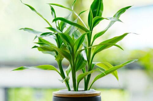 种植玫瑰的技术他爬墙