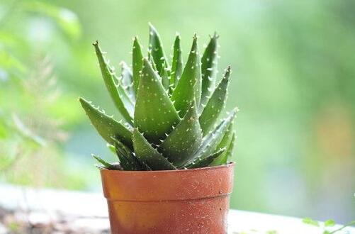 野生大花杓兰的价格是多少?快来看看多少钱能买到大花杓兰!