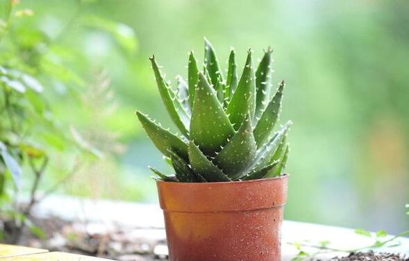 球茎甘蓝的栽培技术有哪些?