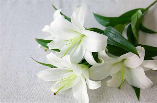 哪种玉露品质好,不同品种的玉露有什么差别