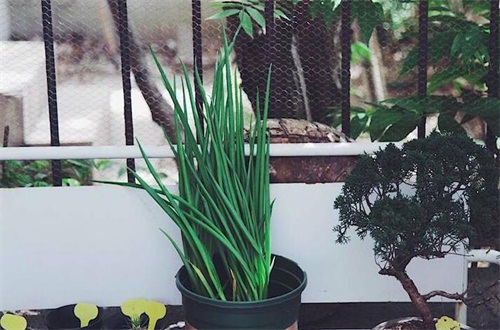 牡丹花可以种在院子里吗,种植牡丹花的诀窍是什么?