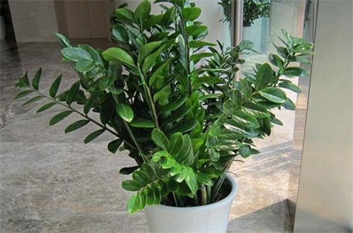 养薄荷开花的标志与保养小技巧有哪些?