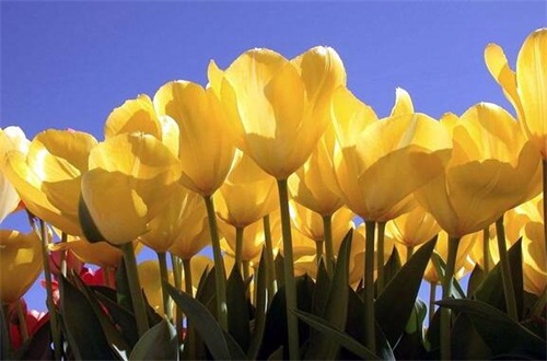 紫罗兰的养殖方法和注意事项