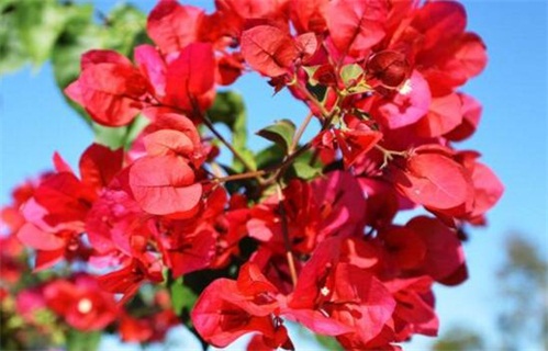 羊栖菜的养殖现状介绍!羊栖菜一年有多少产量