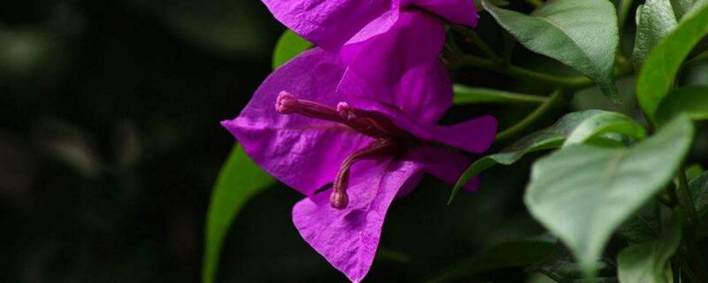 百子莲有没有花和果实?