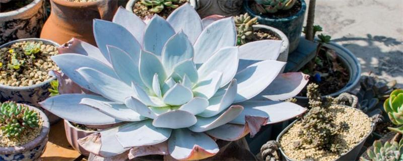 从垃圾到珍宝:鸡蛋壳变身清新小盆栽的改造方法