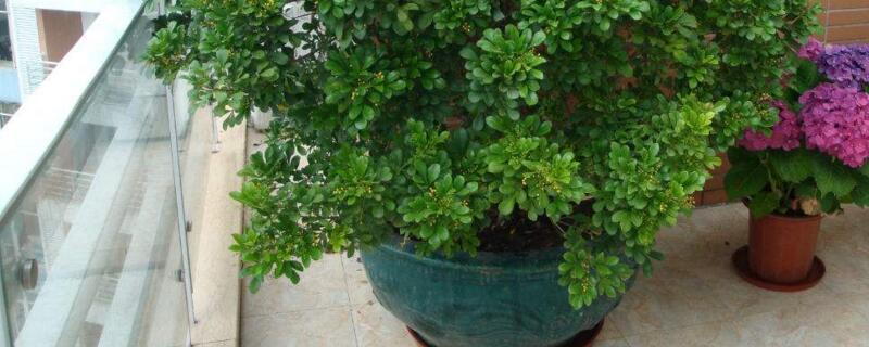 云实的养殖方法和注意事项