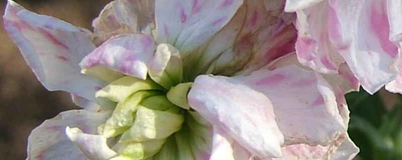 百万心和千叶兰有什么区别?长相相似的同纲植物差别居然这么大!