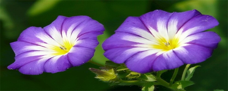 花艺设计:如何将花卉融入室内装饰