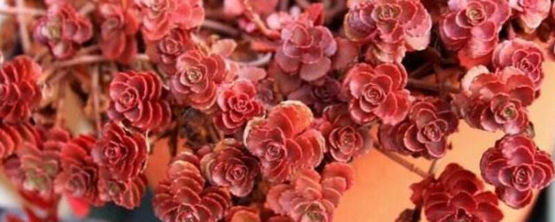 无忧花的养护方法是什么,有哪些养护技巧?