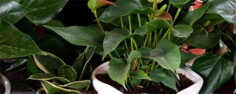 珊瑚藤是否好养活呢?