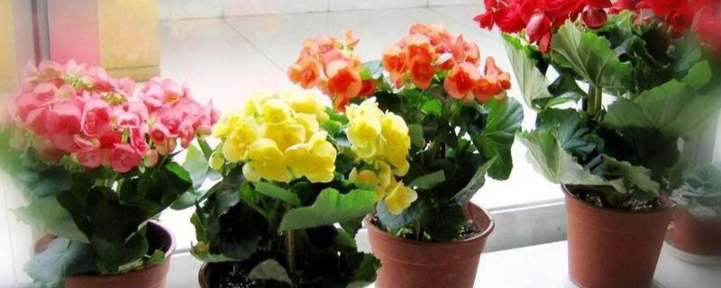 花卉盆景装饰:五个让你的家更美丽的技巧