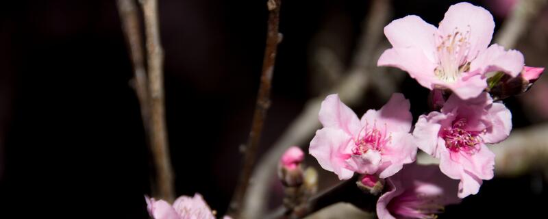 铁线莲养护技巧,助你打造茂盛生长的美丽盆栽