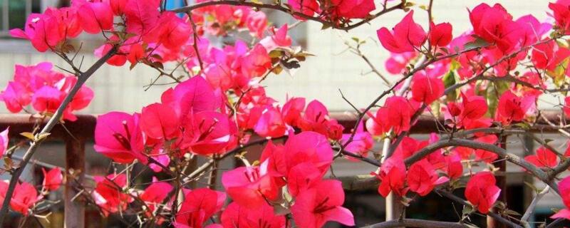 兰花不开花的4个原因