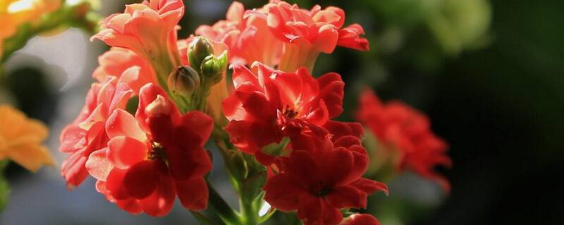 栀子花水插生根后的移栽养护指南