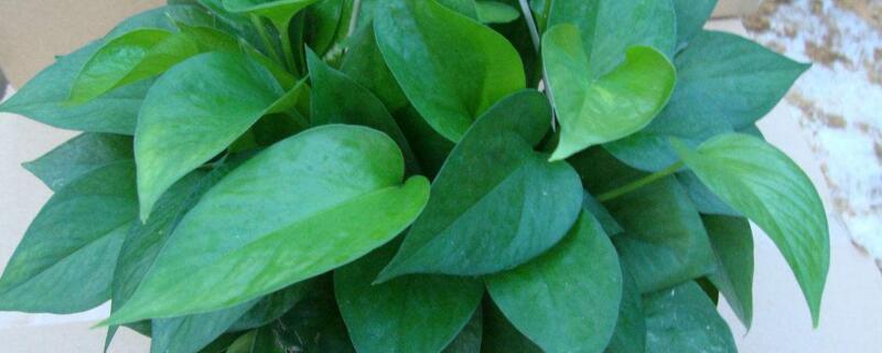 绿萝的养殖与护理