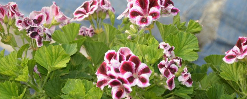 嫁接月季花,这些树种最适合