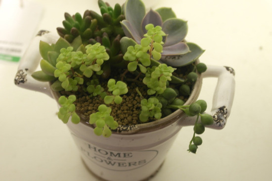 广东花卉产业发展势头迅猛,成为当地重要的经济支柱