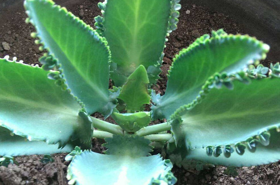 甘肃葡萄酒窖藏珍品卖出百万,惊人售价引热议