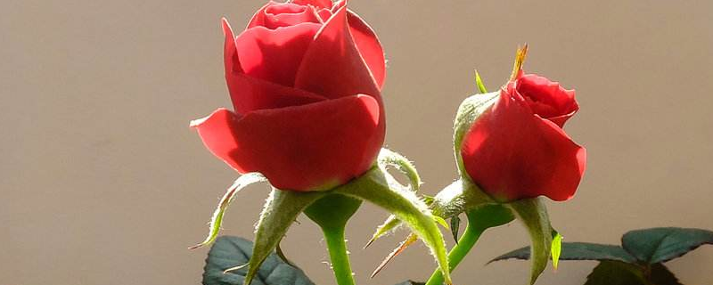 花卉造型和修剪技巧的学习方法