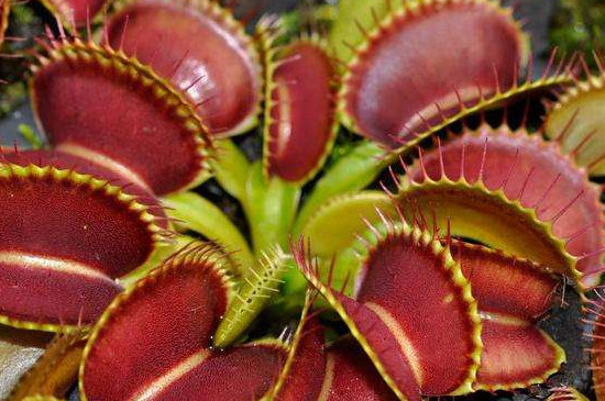 用花语传递情感:不同花卉代表的意义