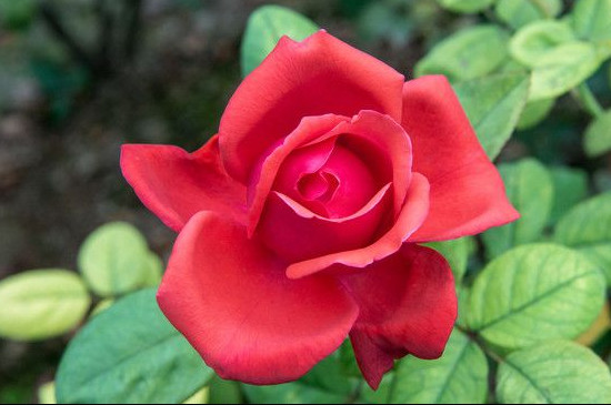 如何在家中种植球花石斛