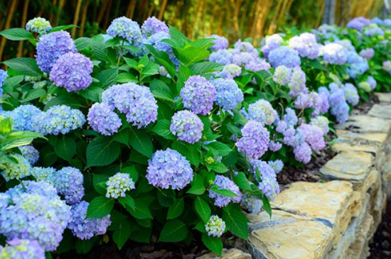 鲜花摆放技巧:让花束更加精美