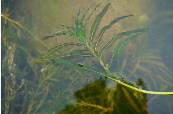 天麻的功效与作用吃法