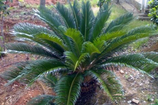 紫藤花修剪的三个关键要点