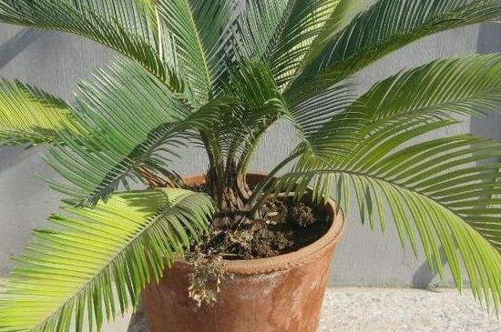 银耳烂蒂:原因分析和防治方法