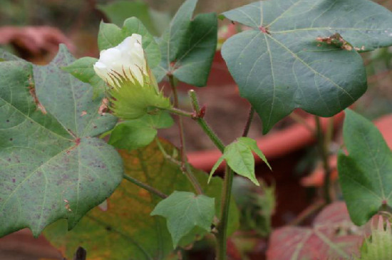 牛油果树适合什么地方种植