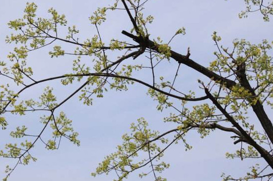 枸杞盆景养护指南