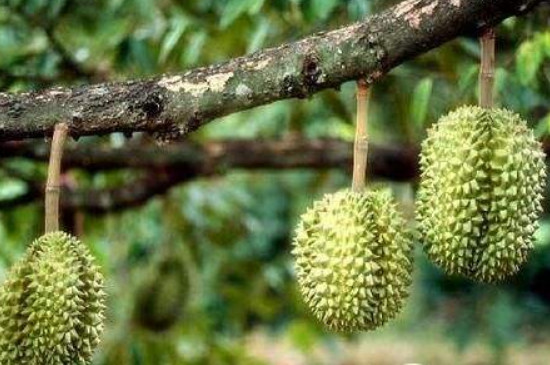 辣椒如何保鲜长久,辣椒过冬成活率取决什么