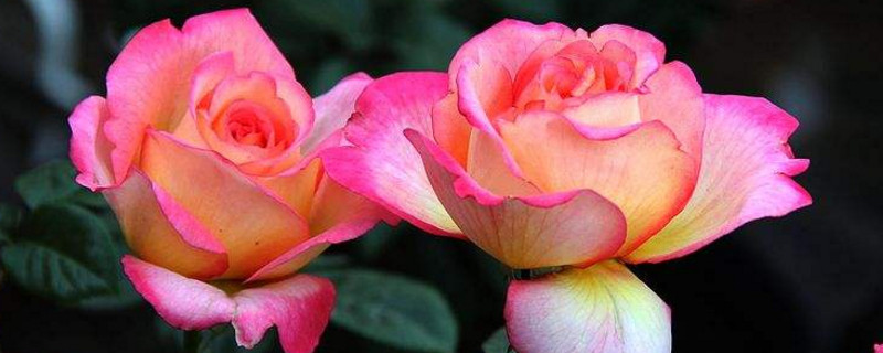 铁皮石斛的最佳栽培方法:千万不要用土种